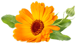 Symbol Kvet nechtíka