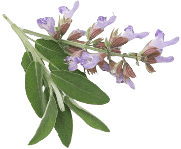Symbol Šalvia